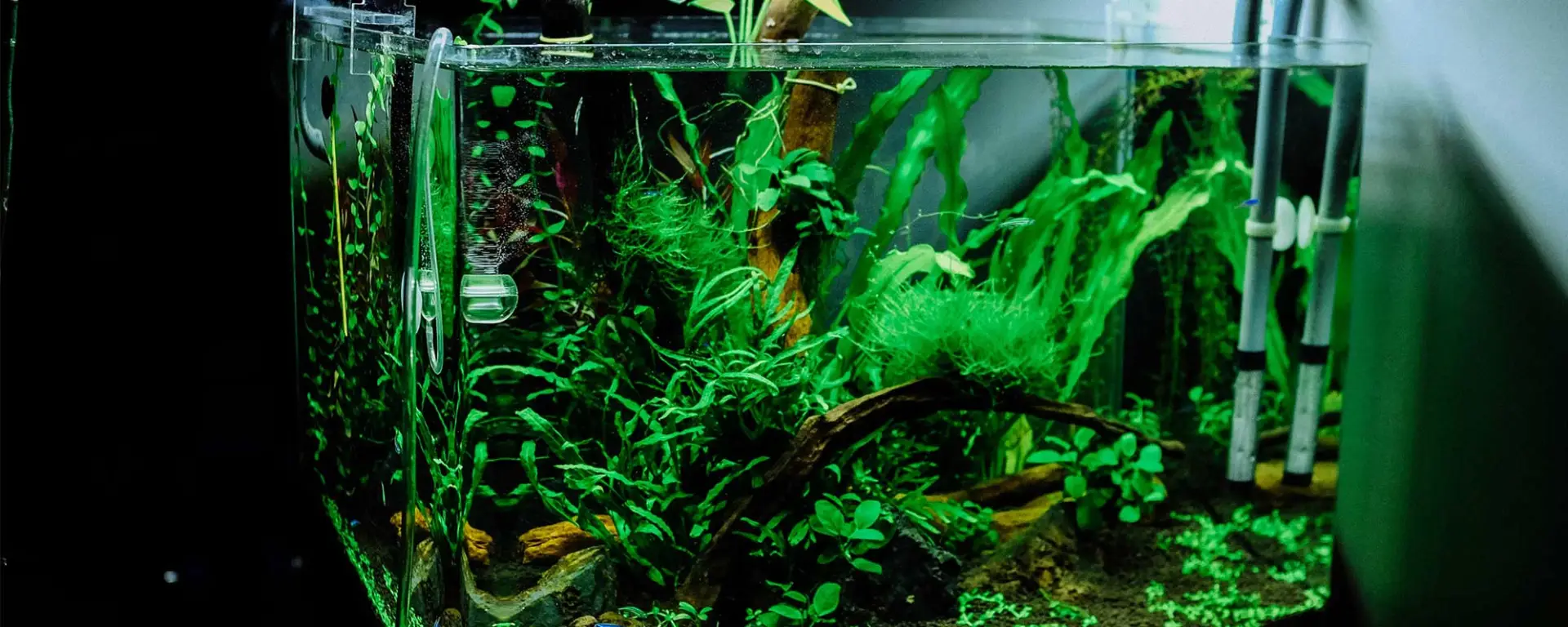 Aquascaping with Aquatic Plants: A Dive into Natural Beauty