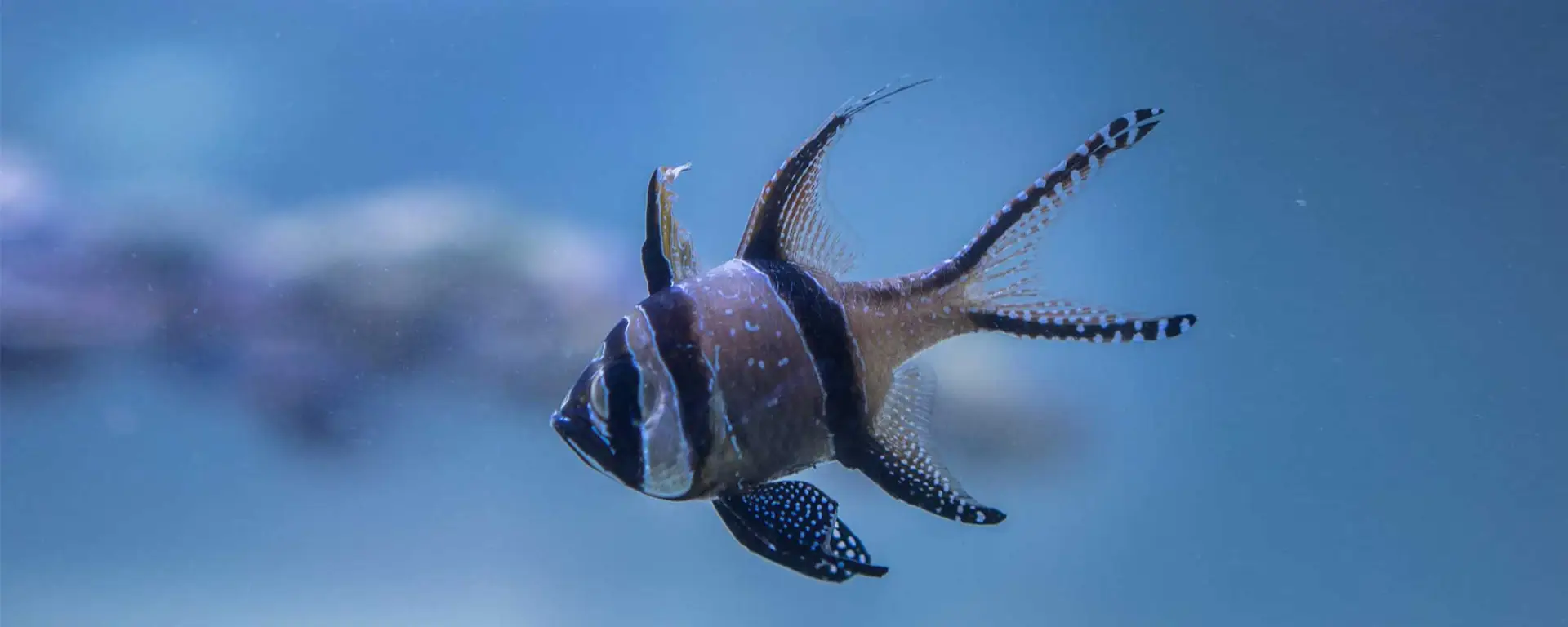 Banggai Cardinalfish (Pterapogon kauderni)
