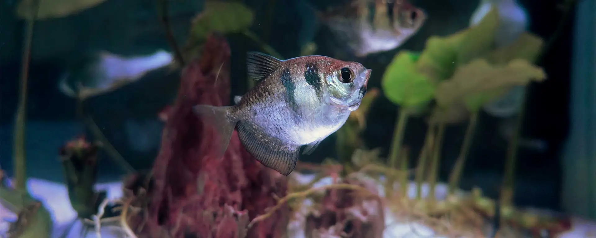 Black Widow Tetra (Gymnocorymbus ternetzi)