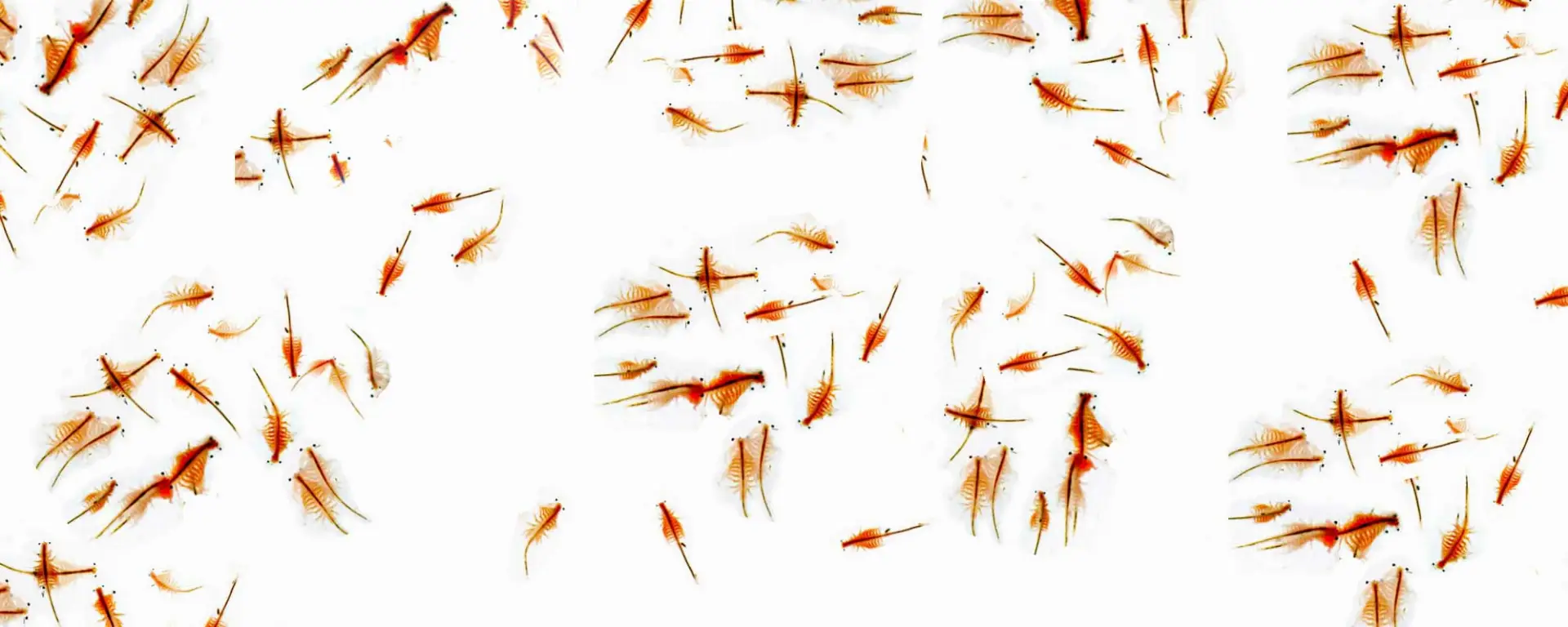Brine Shrimp