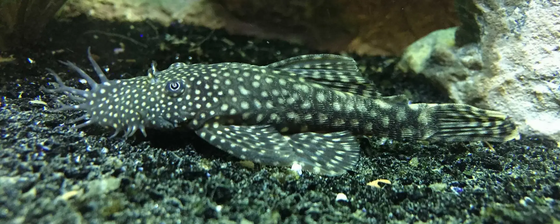 Bristlenose Catfish: Ancistrus sp
