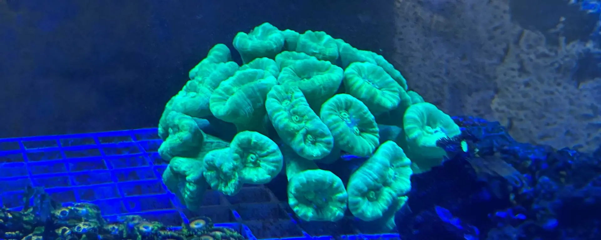Candy Cane (Caulastrea furcata)