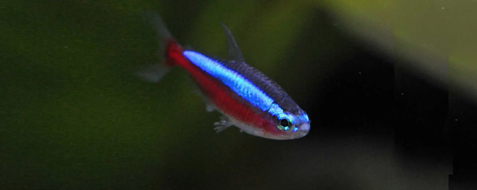 Cardinal Tetra (Paracheirodon axelrodi)