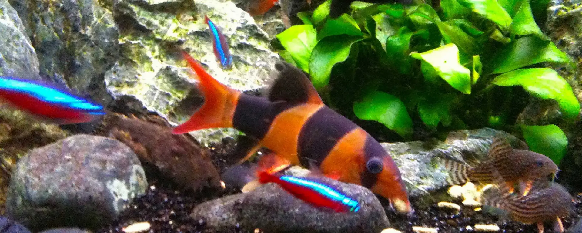Clown Loach (Chromobotia macracanthus)