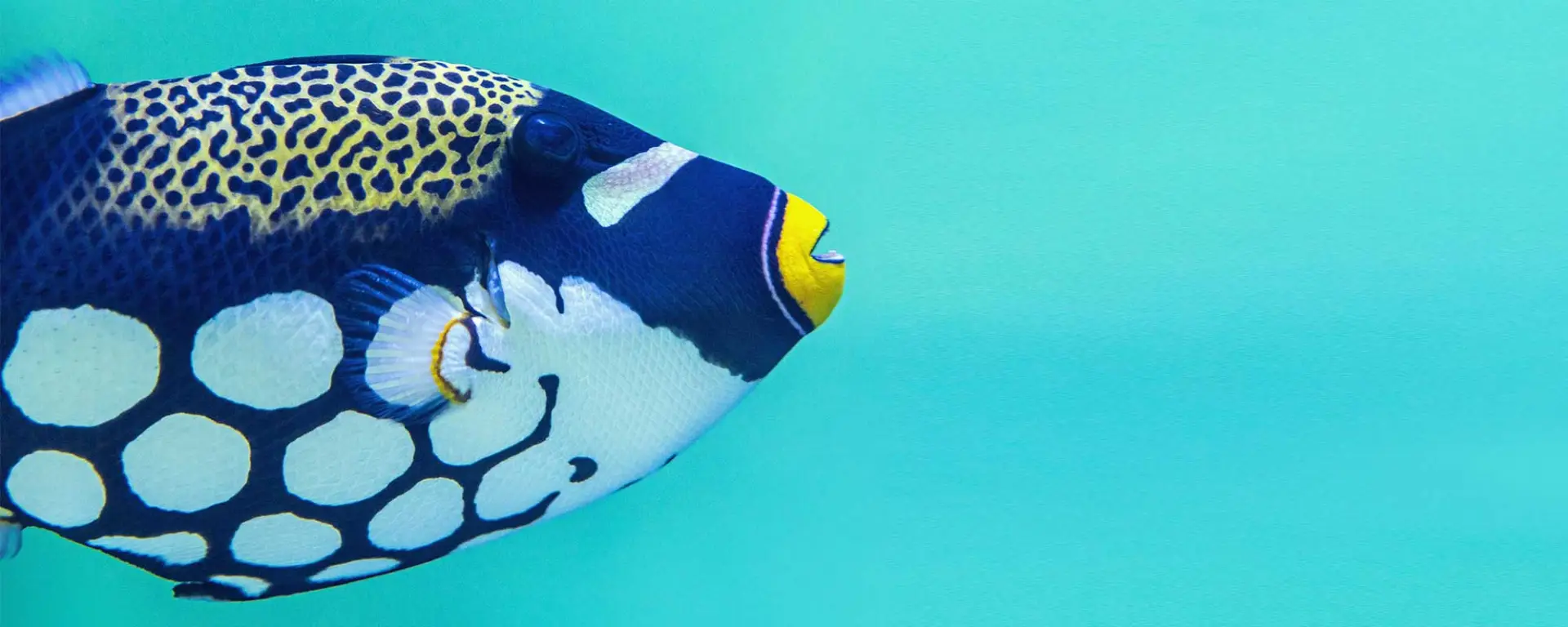 Clown Triggerfish (Balistoides conspicillum)