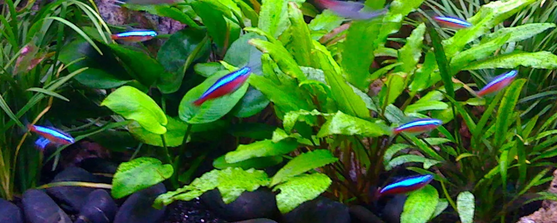 Cryptocoryne Wendtii