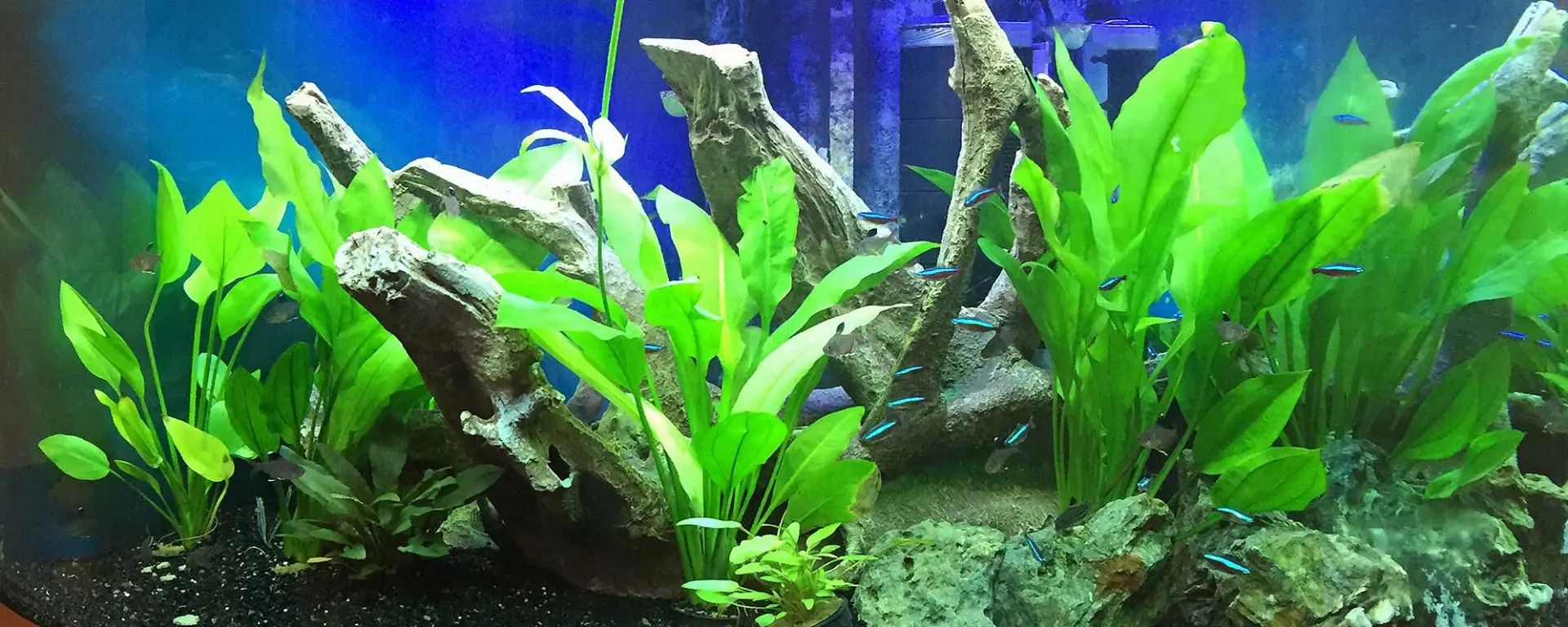 Echinodorus Grisebachii (Amazon Sword)