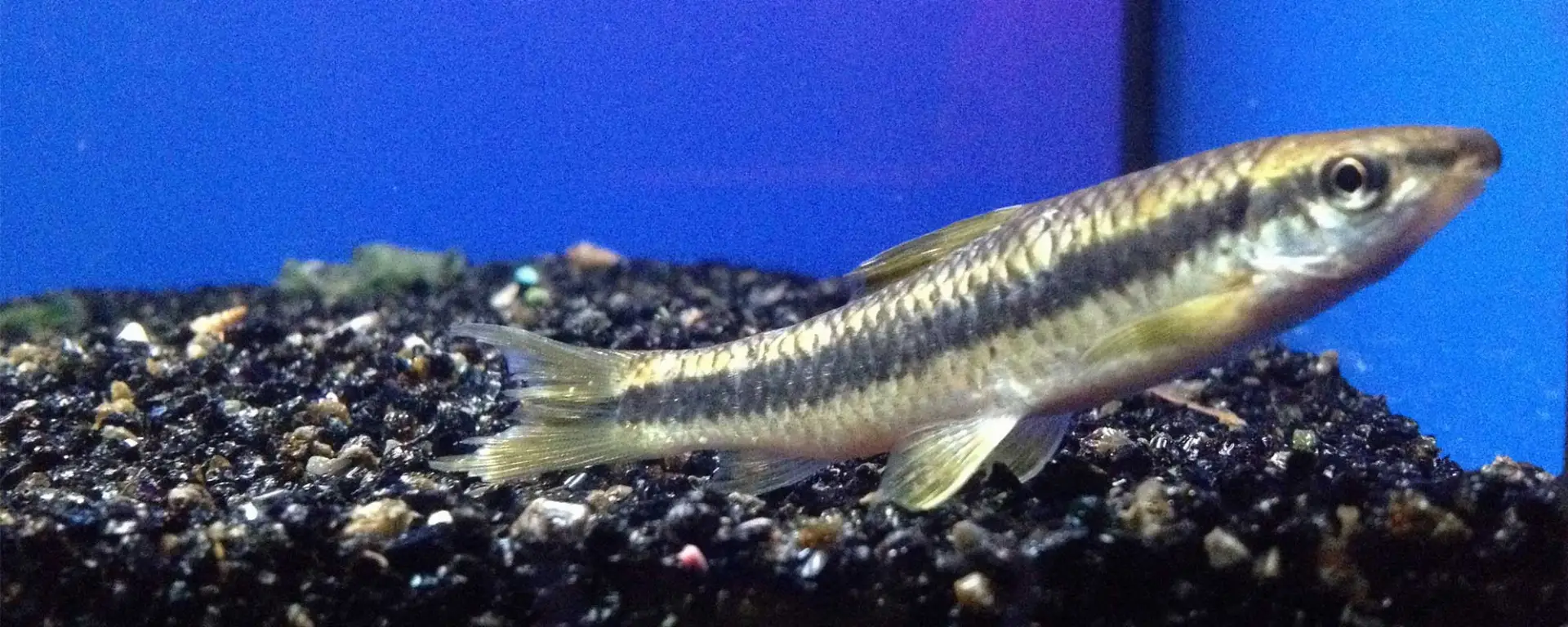 The Tell-Tale Signs of Fish Health: Monitoring Behavior