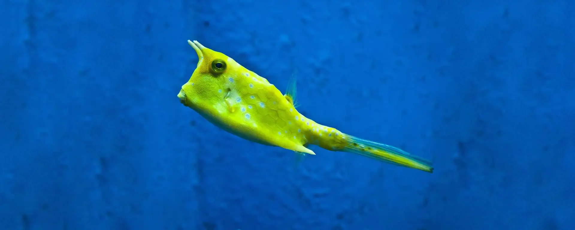 Longhorn Cowfish (Lactoria cornuta)