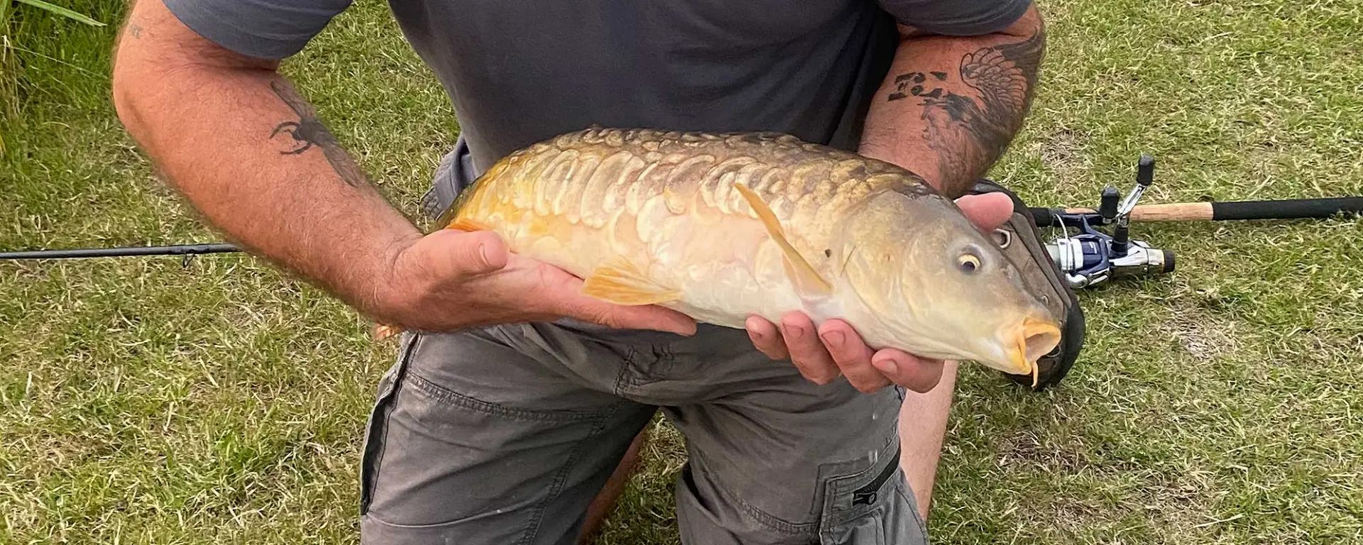 Mirror Carp (Cyprinus carpio carpio)