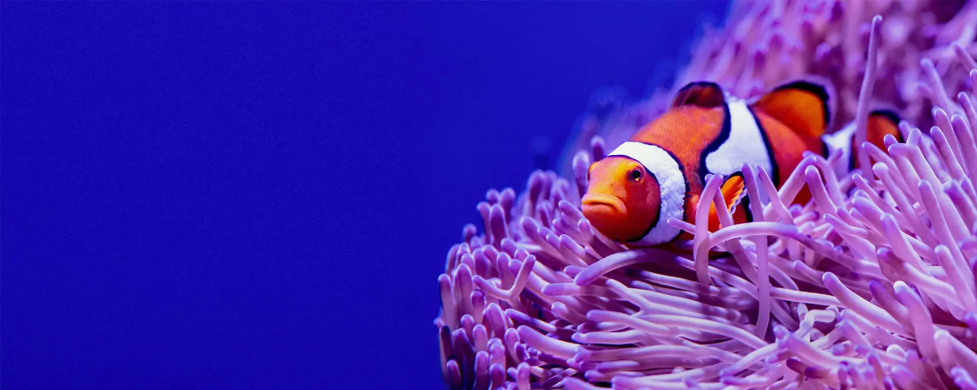 Orange Clownfish (Amphiprion percula)