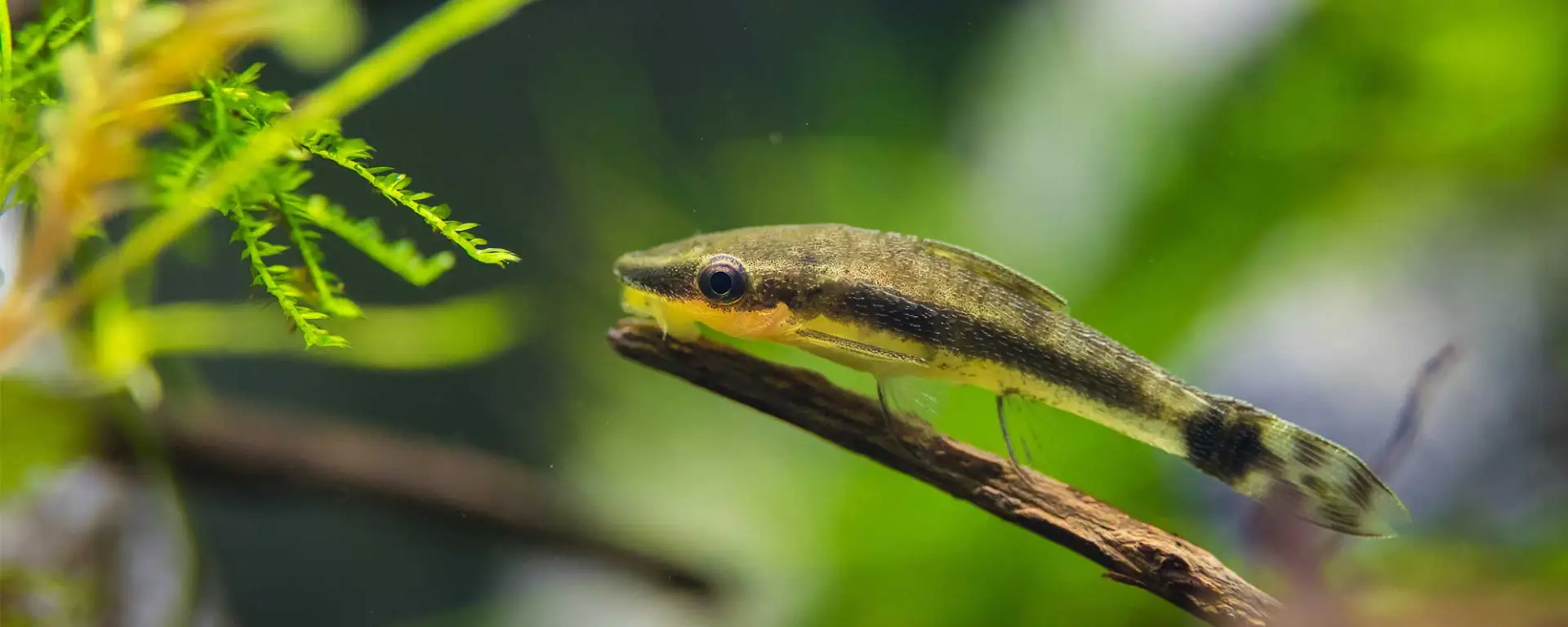 Otocinclus Catfish (Otocinclus affinis)