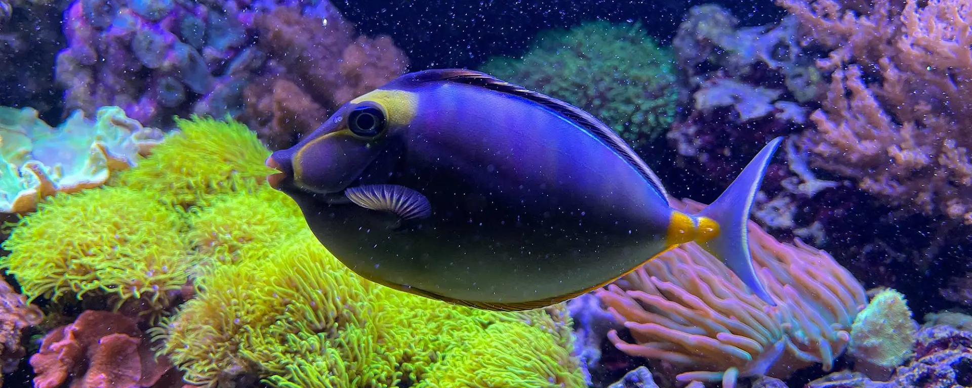 The Enigmatic Pacific Orange-Spine Unicornfish: A Closer Look at Naso lituratus