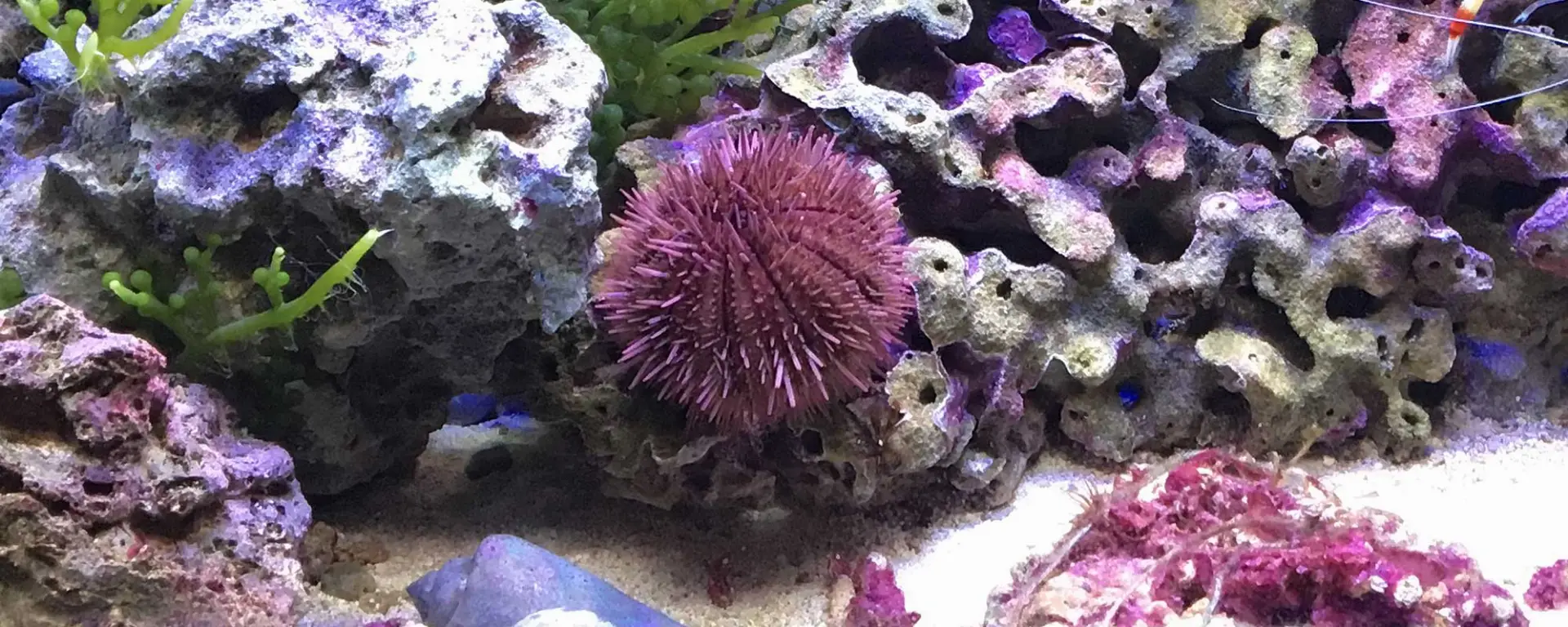 Purple Short Spine Pincushion Urchin (Lytechinus variegatus)