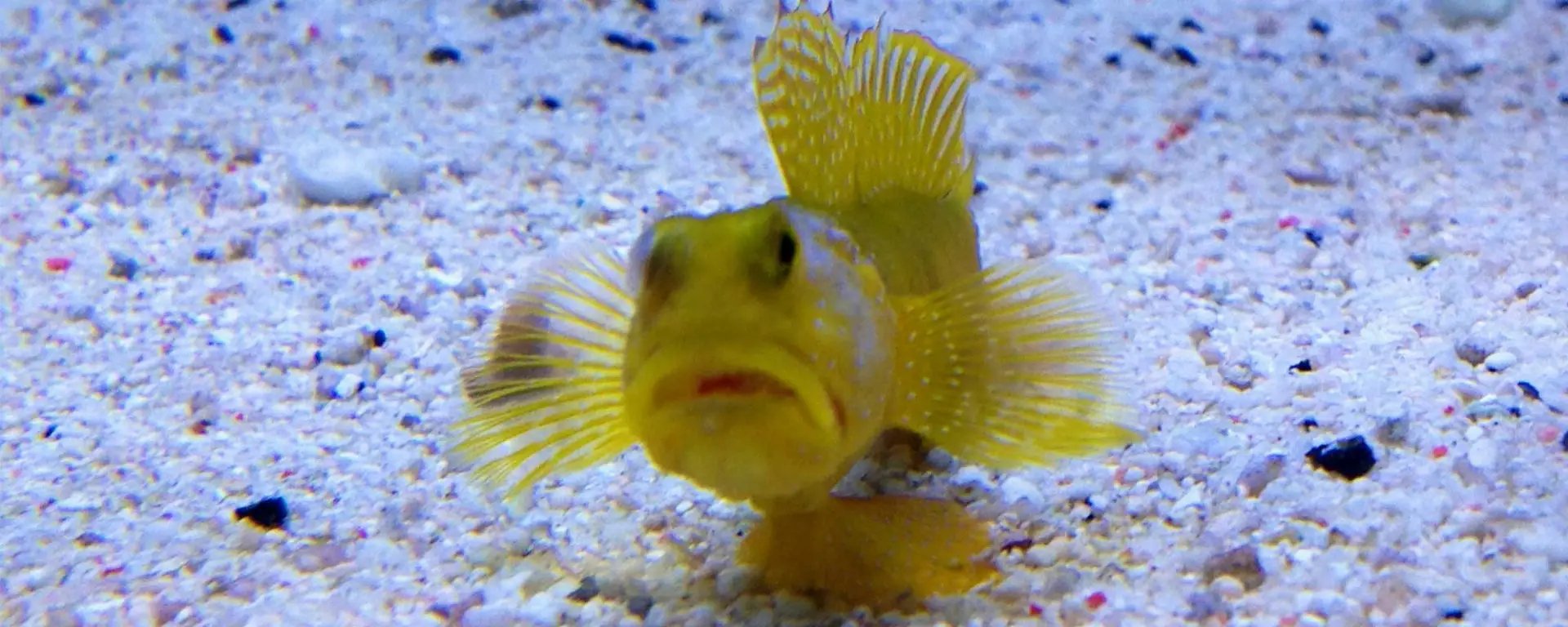 Fish Health Matters: Recognizing the Significance of Loss of Appetite