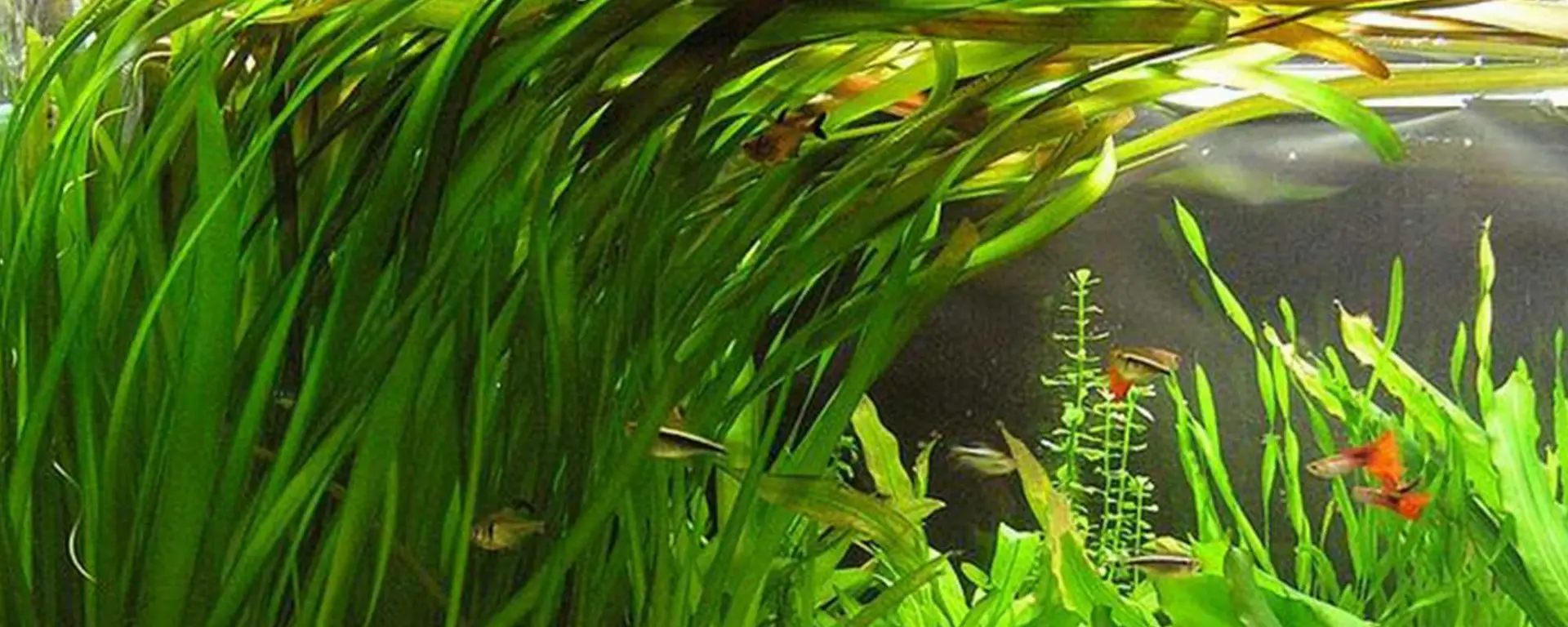Vallisneria spiralis (Italian Val)