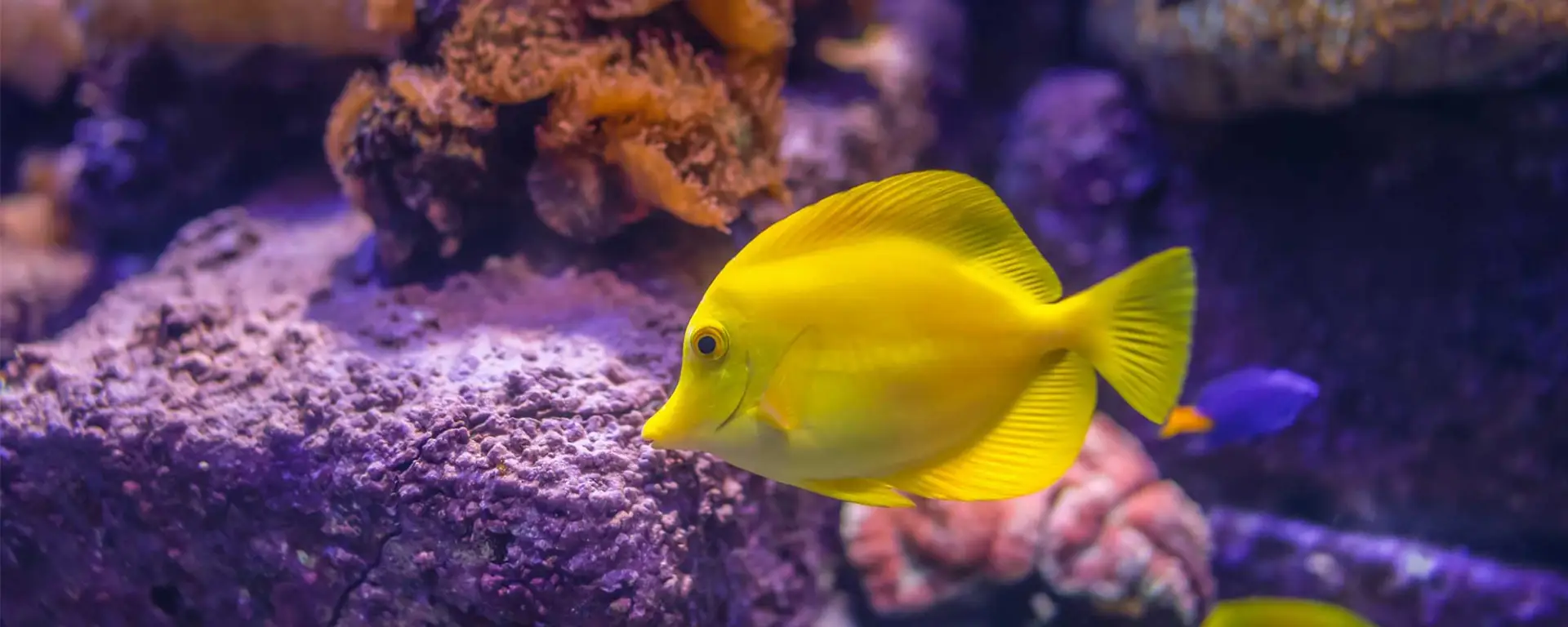 Yellow Tang (Zebrasoma flavescens)