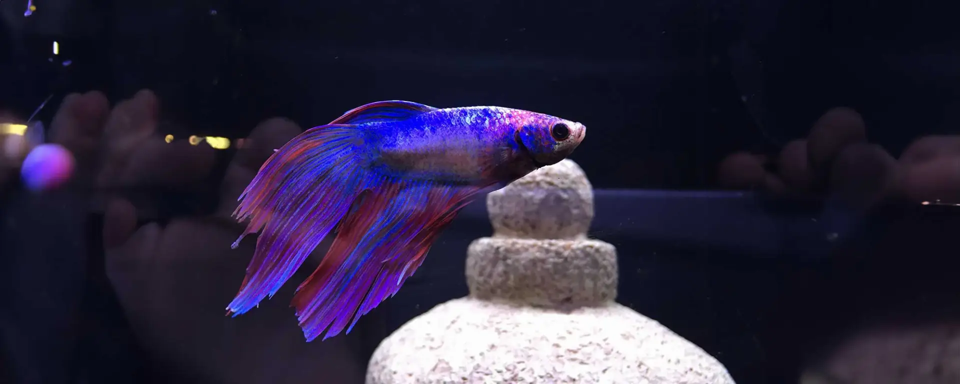 Siamese Fighting Fish (Betta splendens)