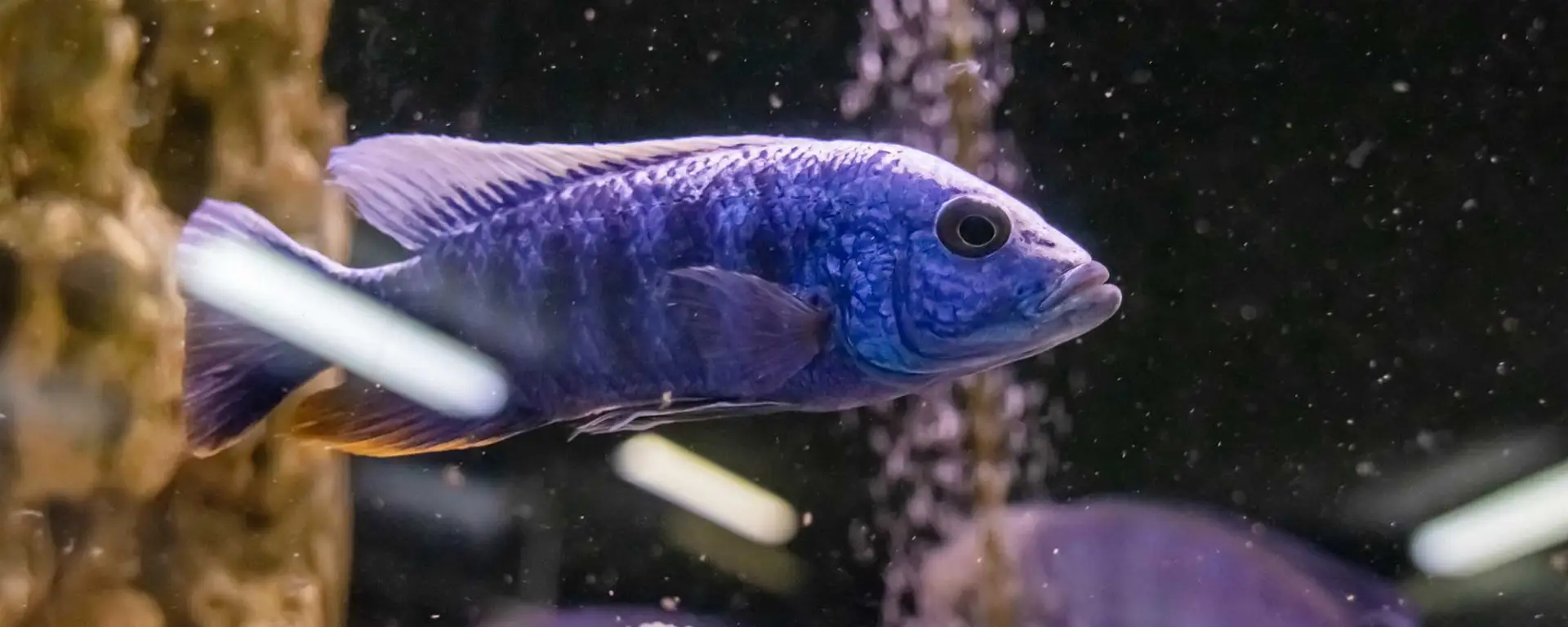 Blue Zebra Cichlid (Maylandia callainos)