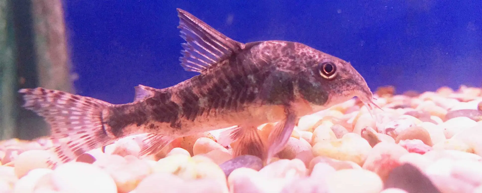 Peppered Cory (Corydoras Paleatus)