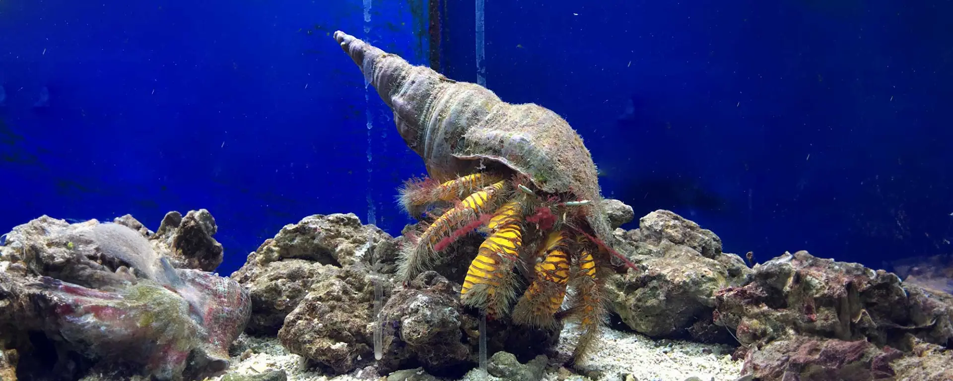Hermit Crab (Dardanus spp.)
