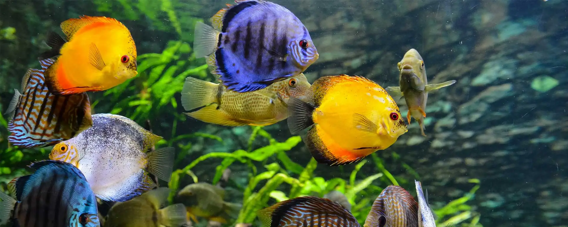 How to Spot an Unhealthy Fish and Provide the Right Care