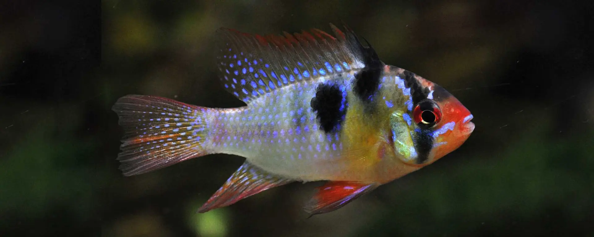 German Ram (Mikrogeophagus ramirezi)