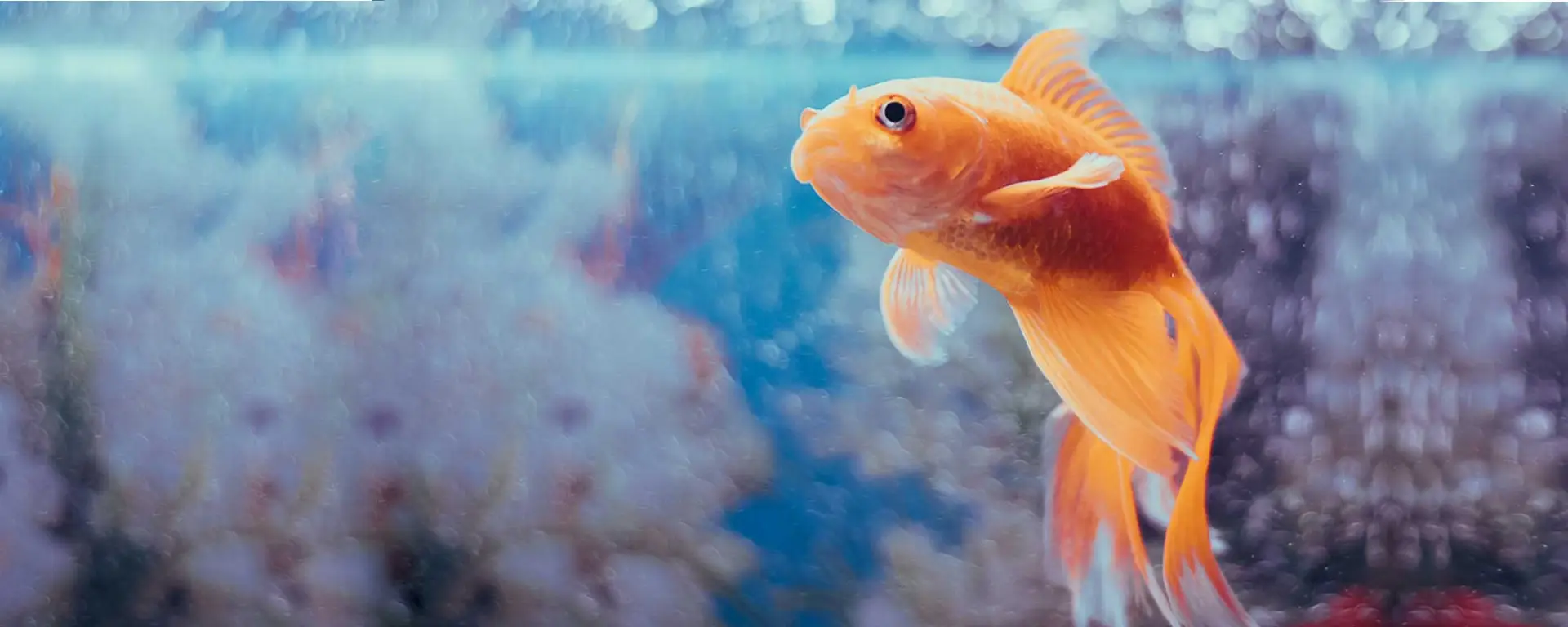 Unveiling the Goldfish Memory Myth: Separating Fact from Fiction