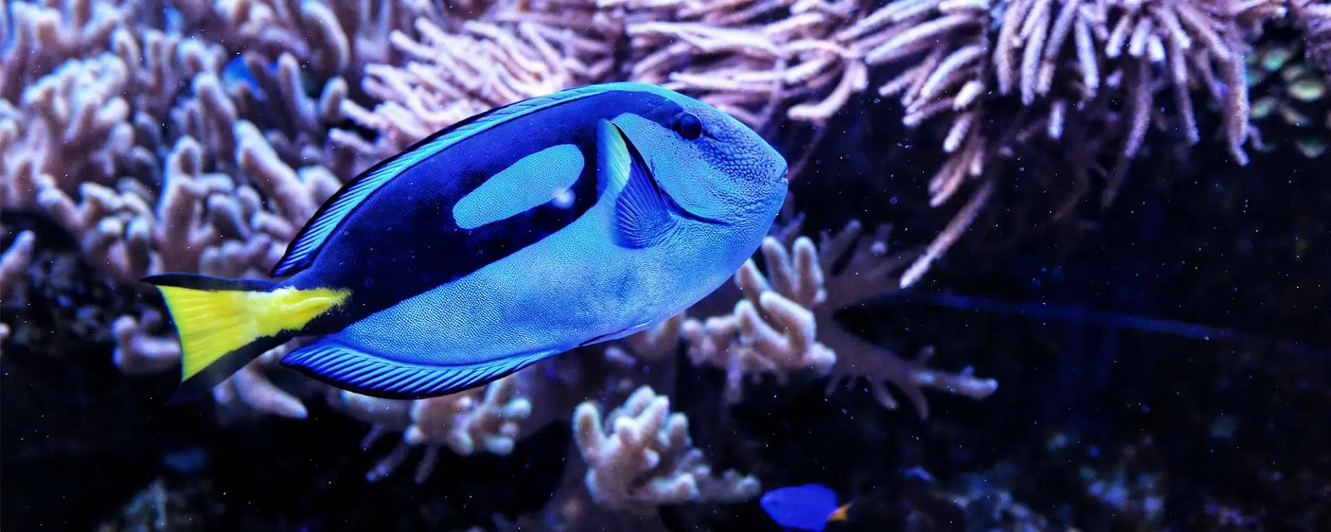 Hippo Tang (Paracanthurus hepatus)