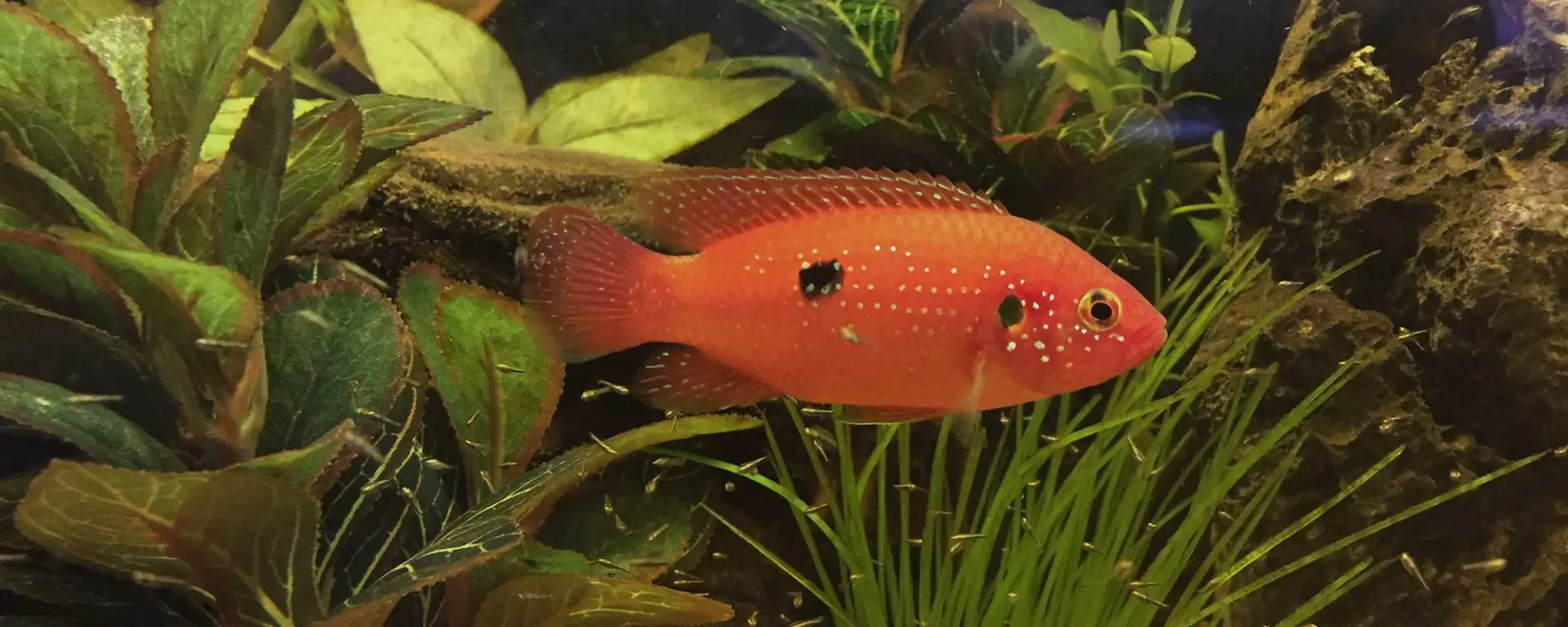 Jewel Cichlid (Hemichromis bimaculatus)
