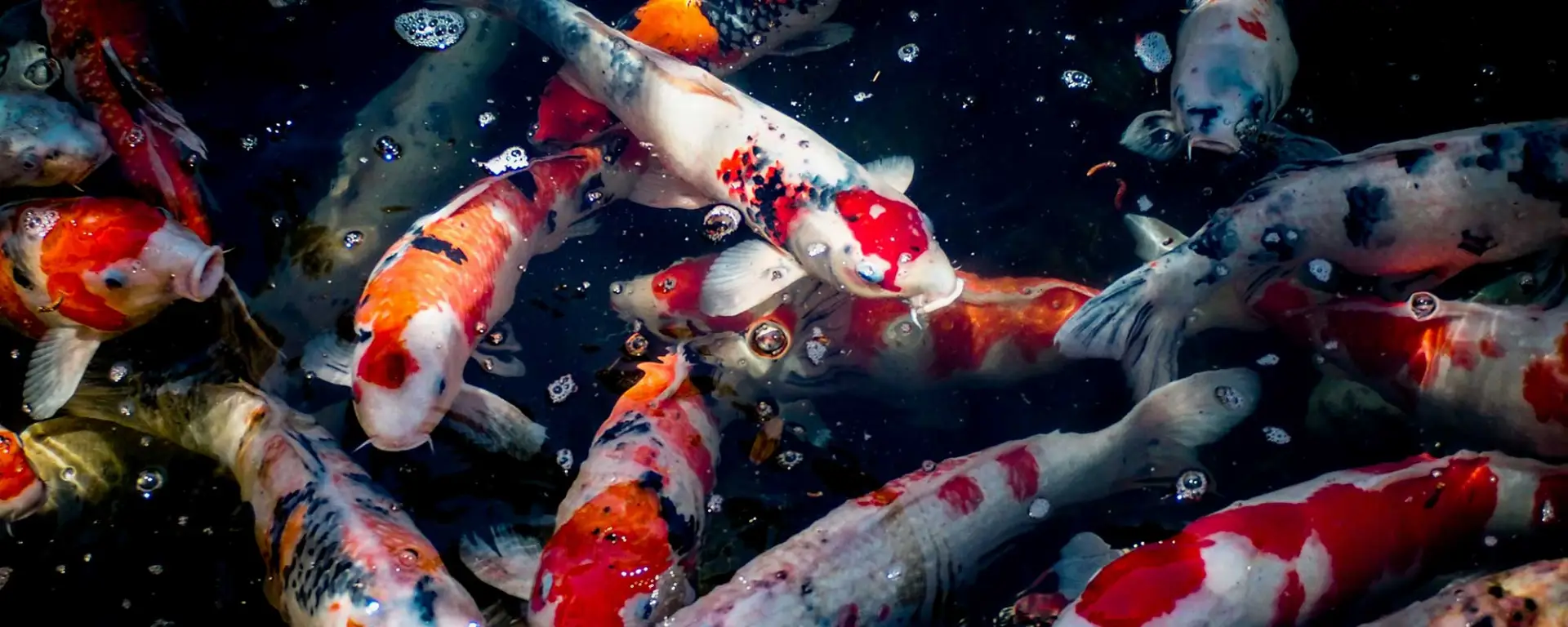 Koi Carp (Cyprinus rubrofuscus)