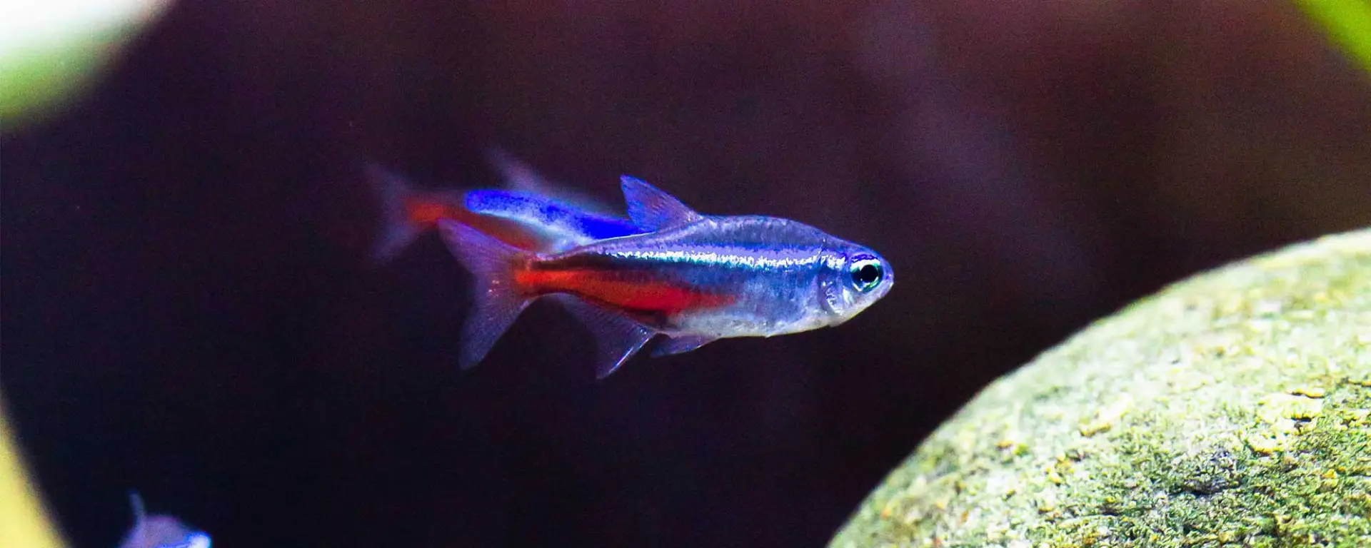 Neon Tetra (Paracheirodon innesi)