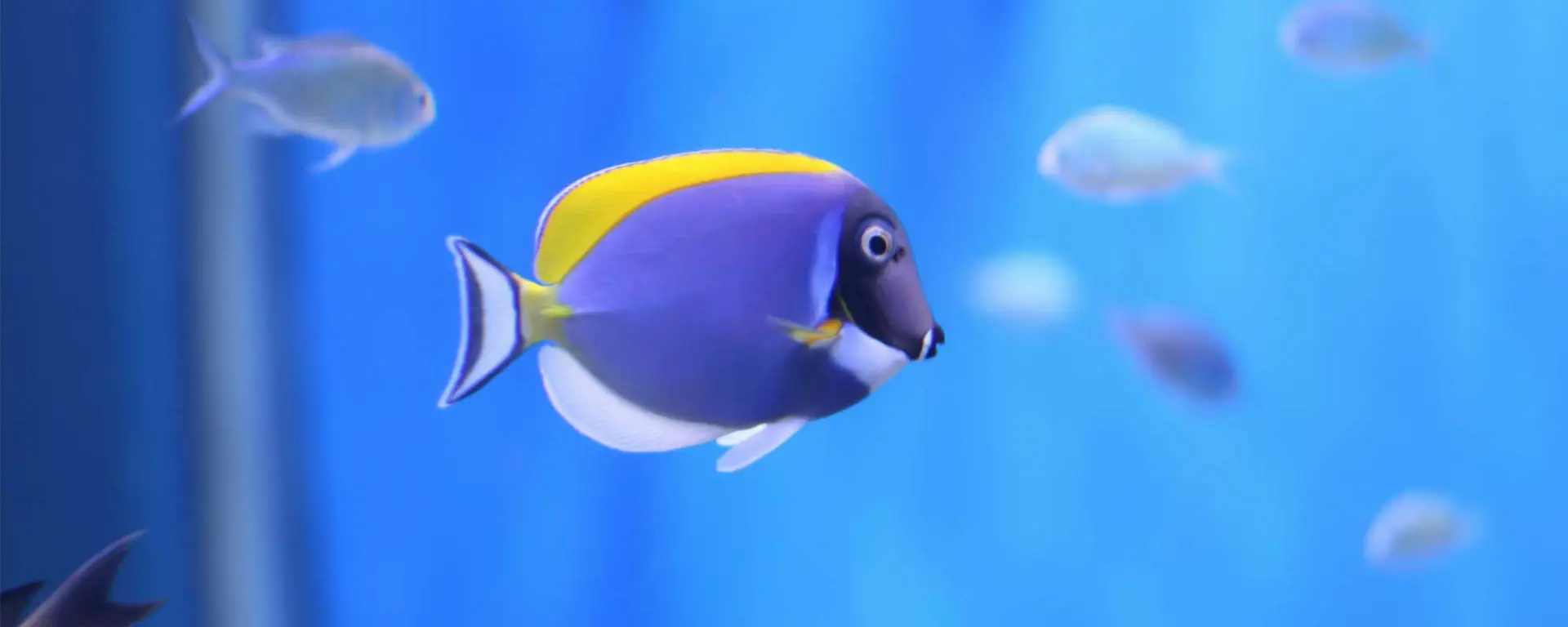 Powder Blue Tang (Acanthurus leucosternon)