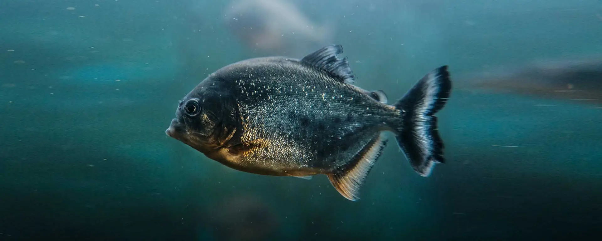 Red-Bellied Piranha (Pygocentrus nattereri)