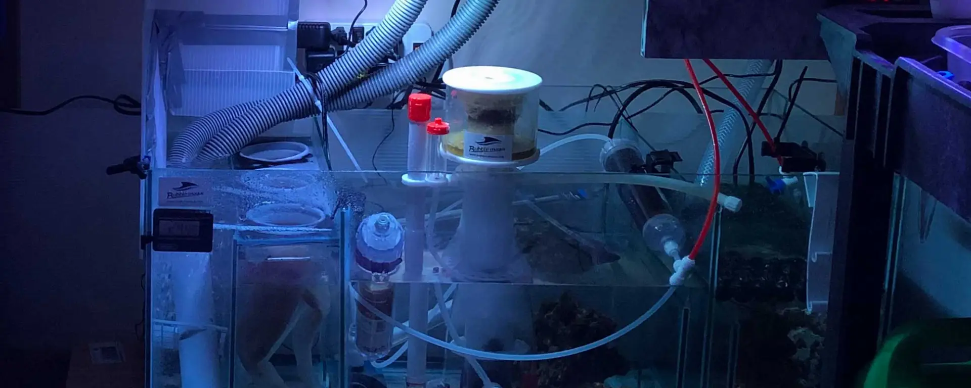 Unveiling the Role of Protein Skimmers in Reef Tanks