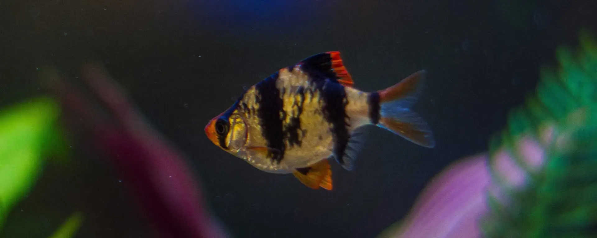 Tiger Barb (Puntigrus tetrazona)