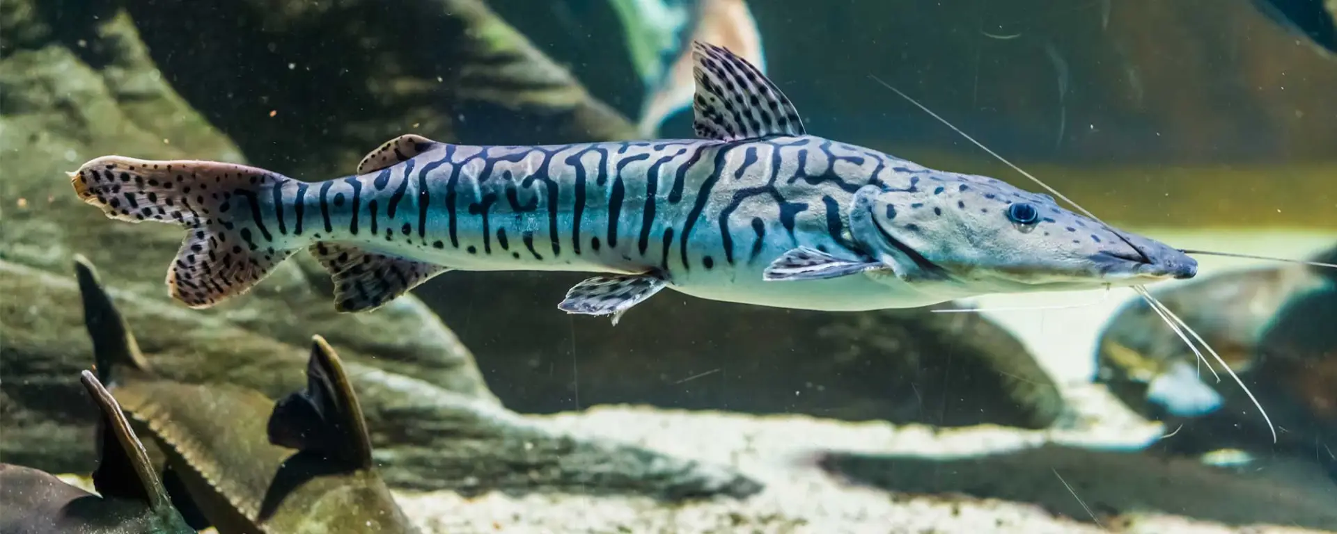 Tiger Sorubim (Pseudoplatystoma tigrinum)
