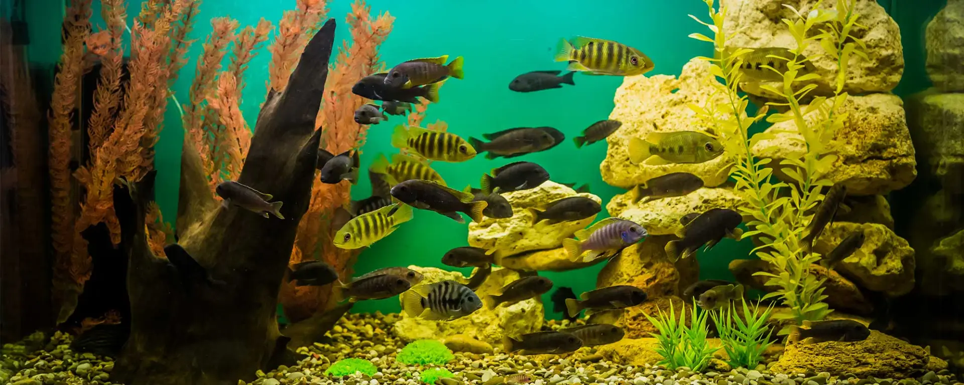 Rocks for Your Aquarium: A Guide to Safe and Stunning Choices