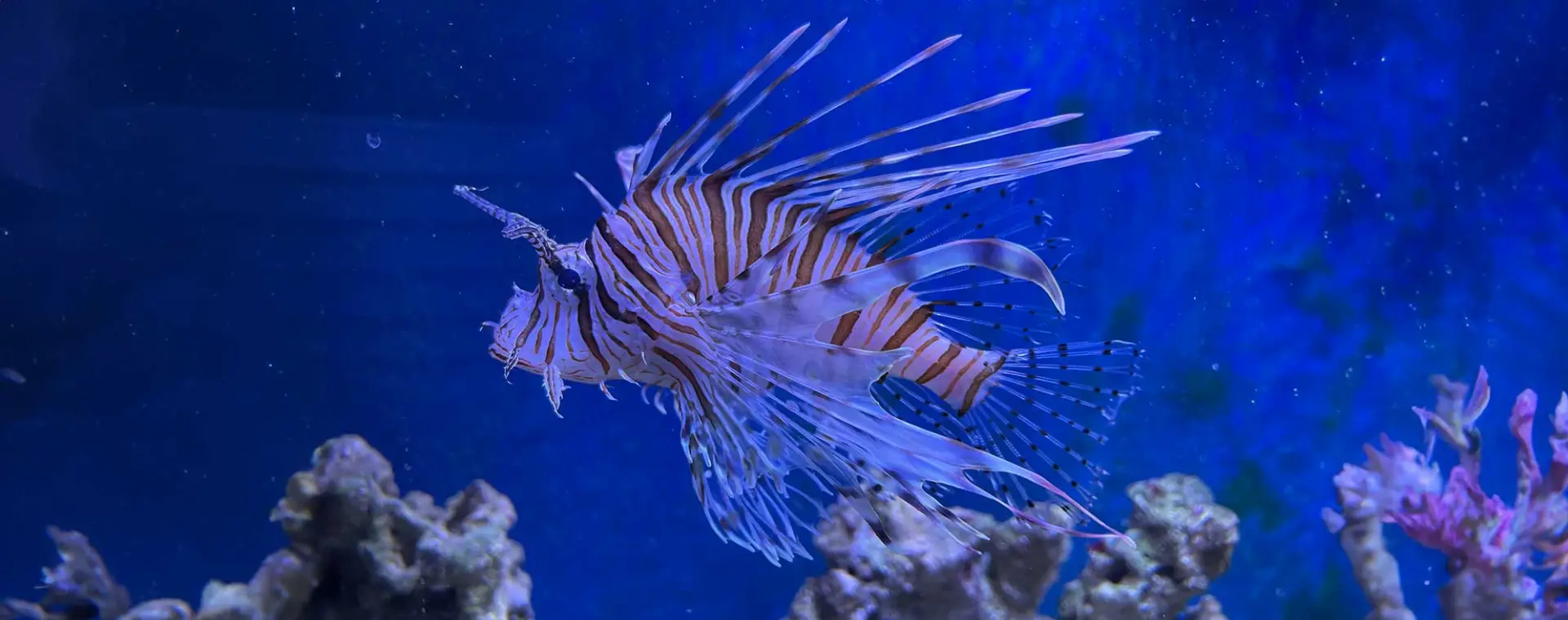 Red Lionfish (Pterois volitans)