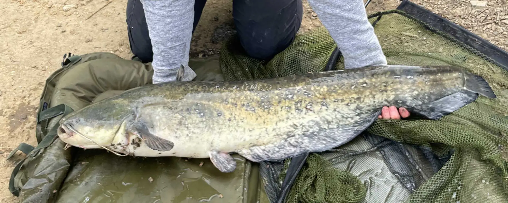 wels catfish