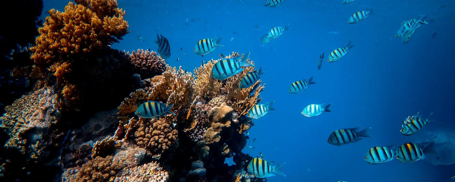 Aquarium Setup Step by Step: Your Comprehensive Checklist
