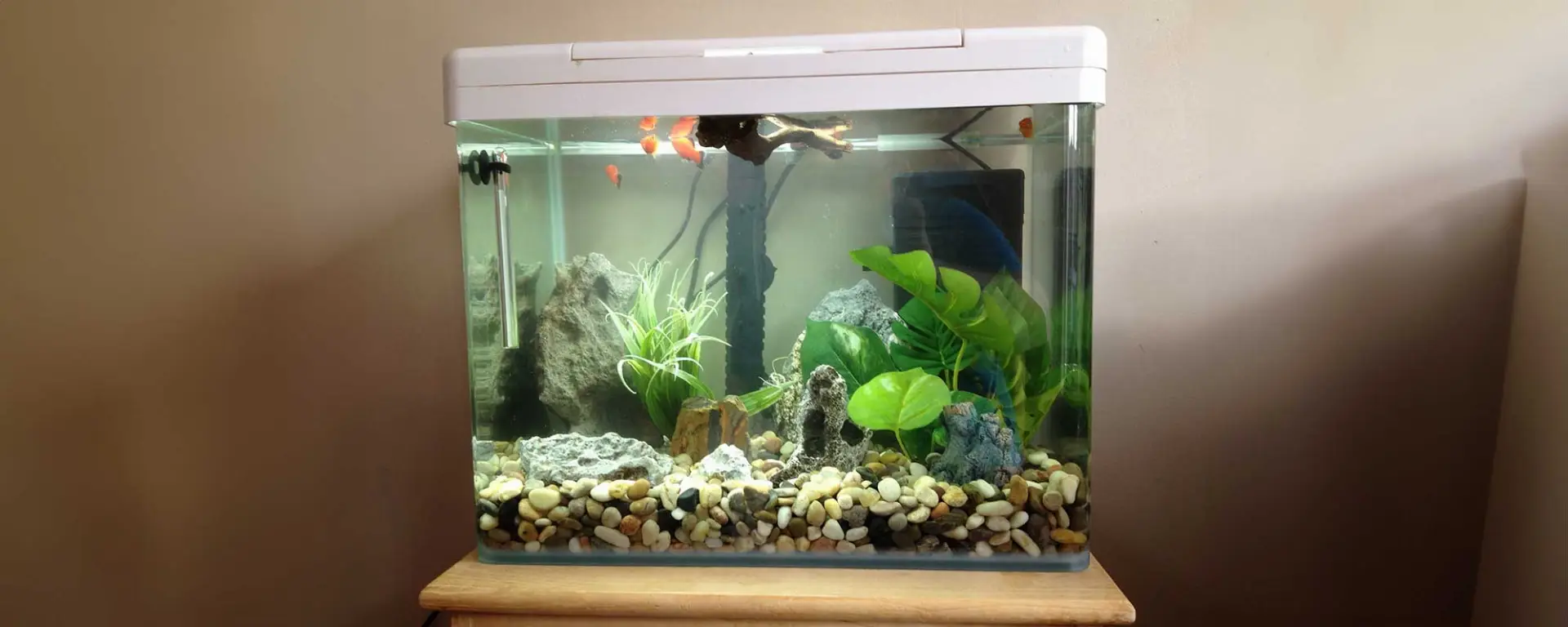 Aquarium Water Chemistry Basics