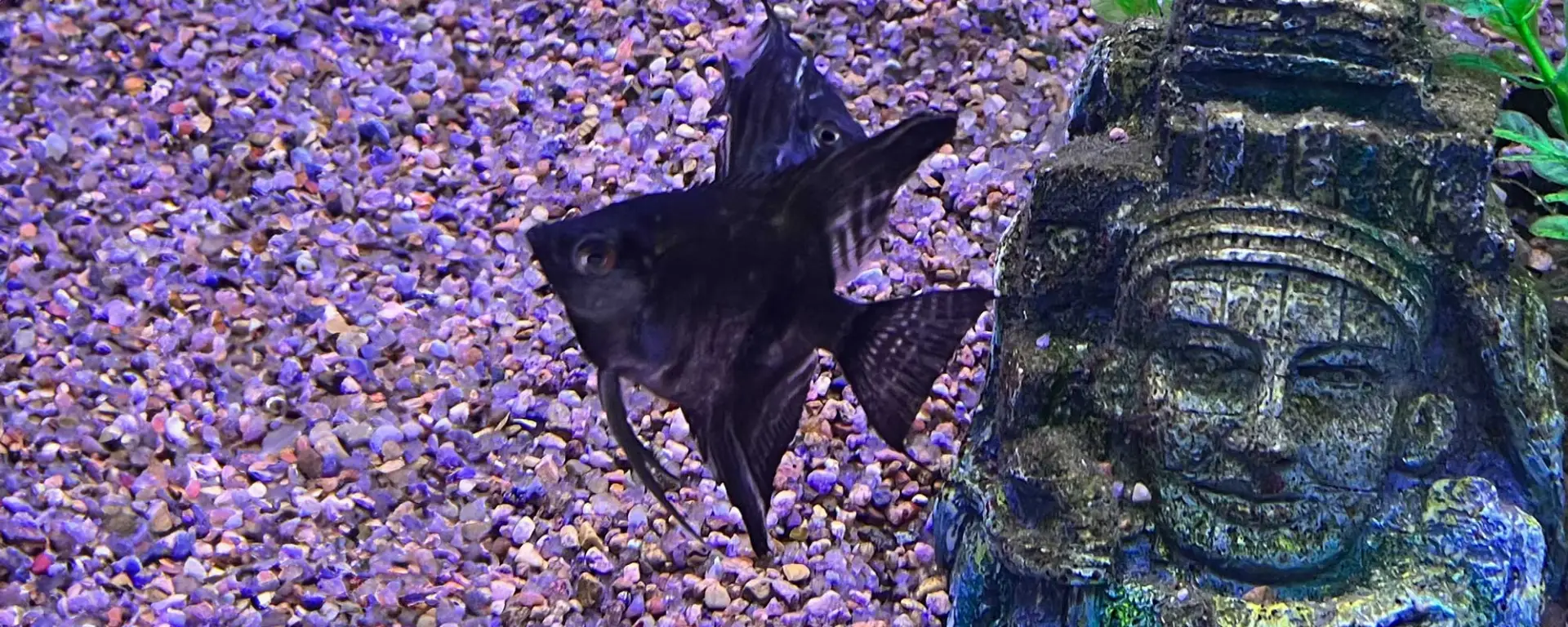 Black Angelfish (Pterophyllum scalare)