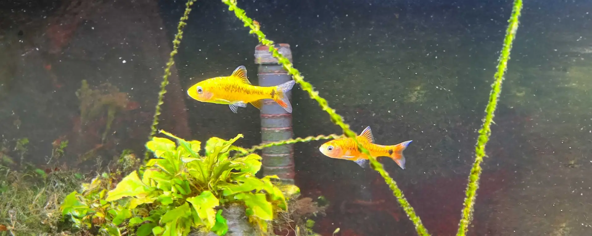Gold Barb (Puntius semifasciolatus)