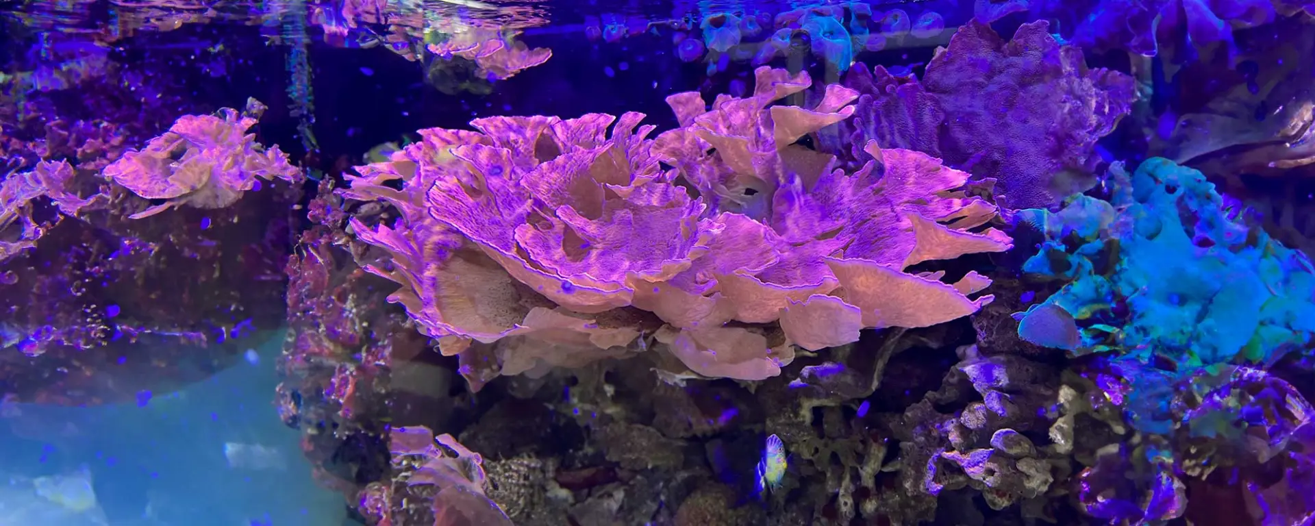 Montipora capricornis