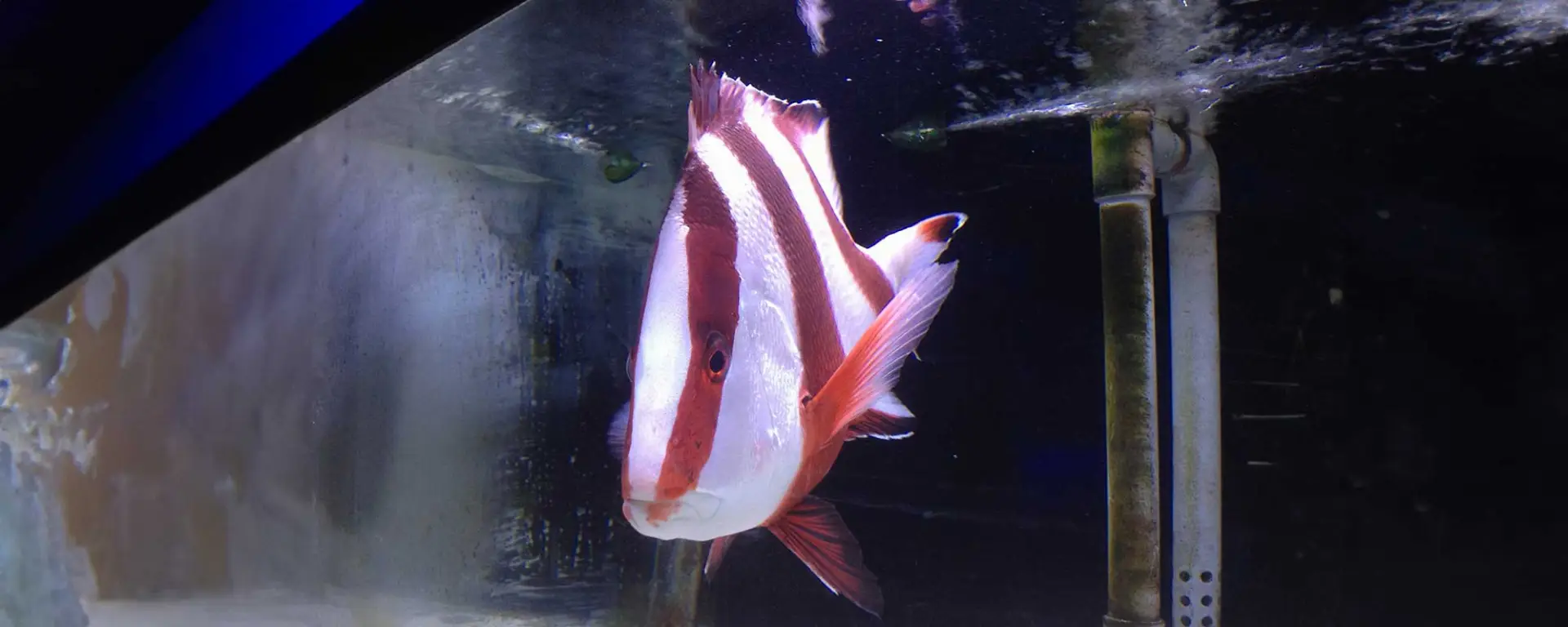 Emperor Snapper is scientifically known as Lutjanus sebae.