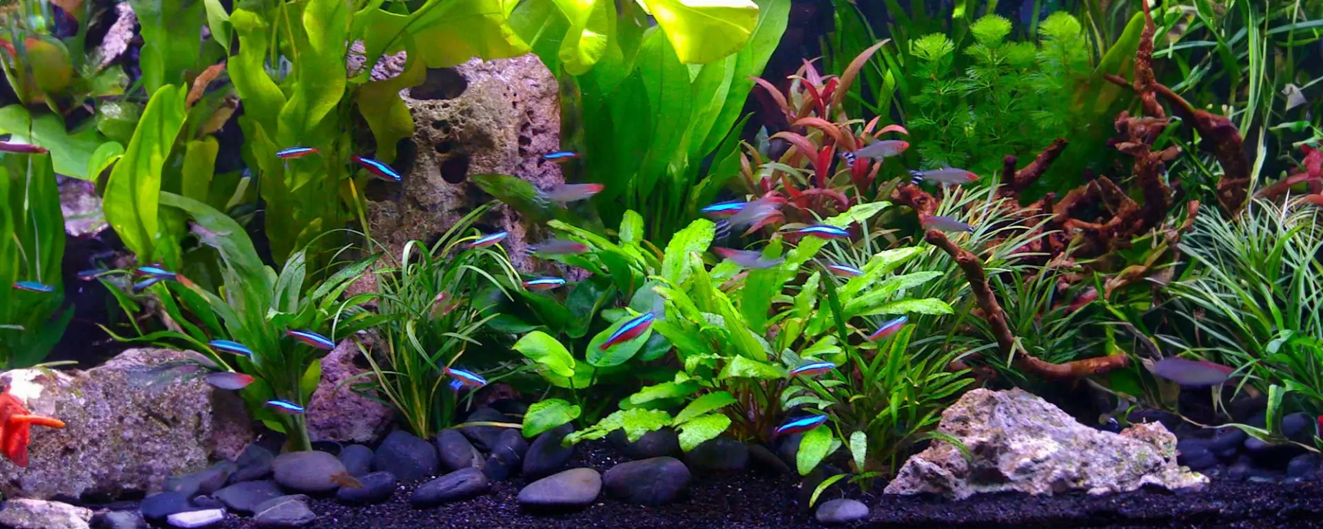 Setting up Your First Freshwater Aquarium