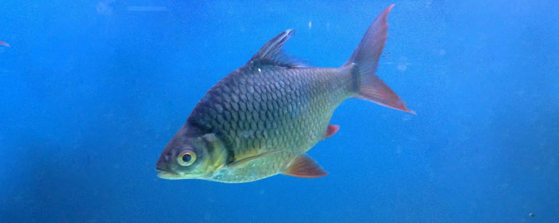 Tinfoil Barb (Barbonymus schwanenfeldii)