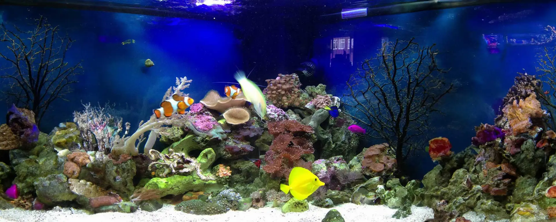 Types of Aquarium Heaters: Ensuring Optimal Comfort for Your Aquatic Friends