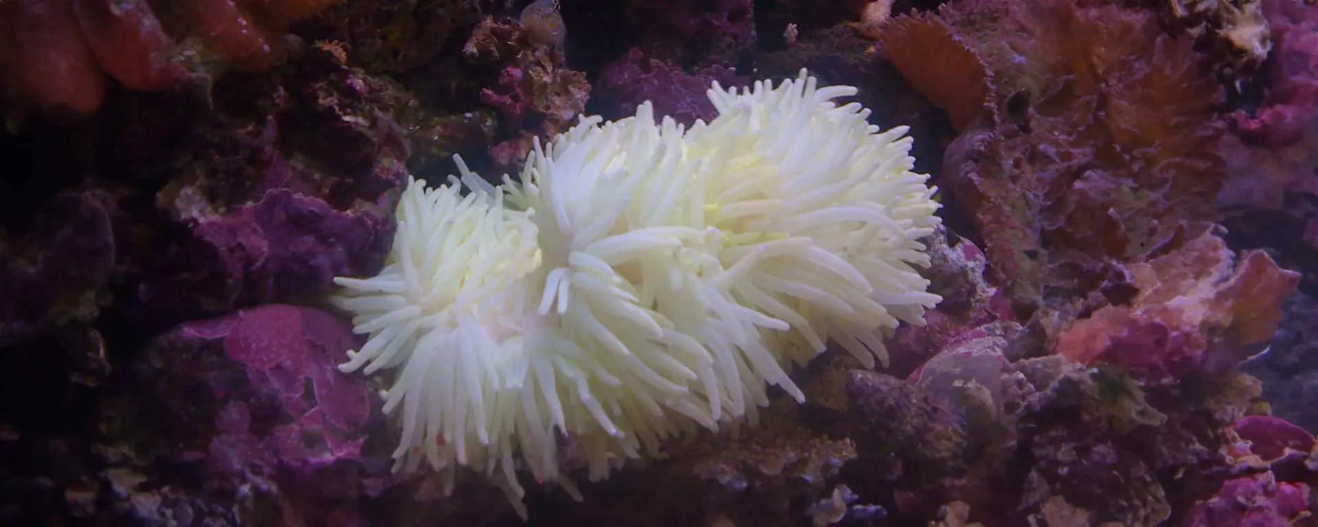 White Anemone (Anemonia spp.)